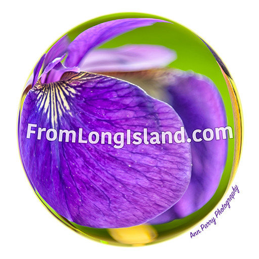 © 2012, Ann Parry, All Rights Reserved, Ann-Parry.com, FromLongIsland.com purple iris in globe