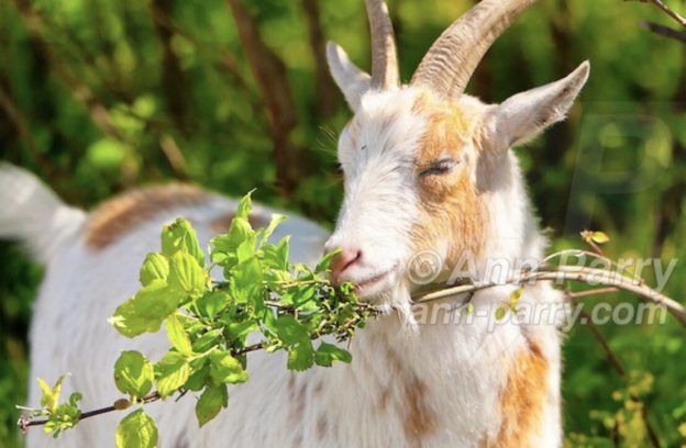 2012 Nigerian Dwarf Goats Walk in Norman J Levy Park & Preserve