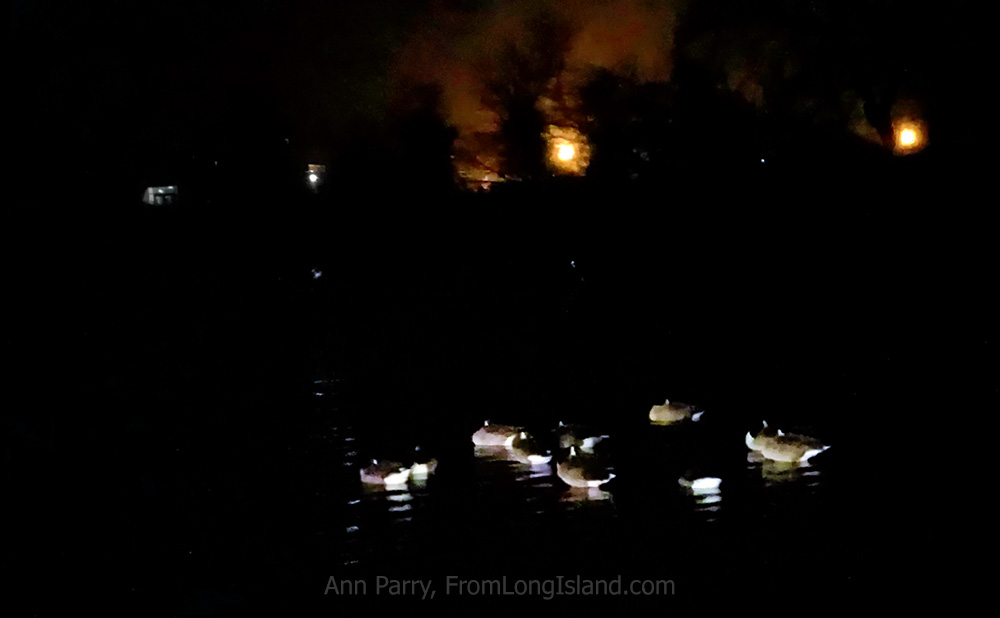 Merrick, New York, USA. December 31, 2018. A raft of ducks sleeps in middle of Camman's Pond, on south shore of Long Island, during rainy New Year's Eve.