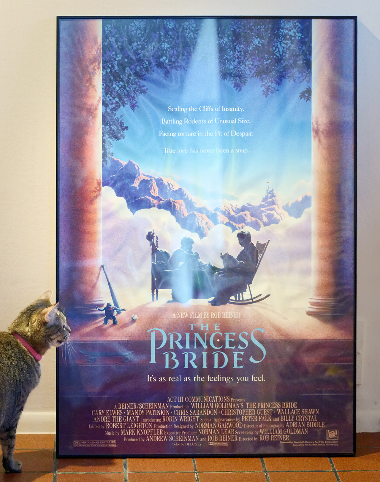 Cleo the cat checks out framed movie poster of The Princess Bride (© 2024 Ann Parry, annparry.com)